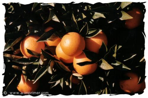 Une carte postale d'oranges encore sur l'arbre.