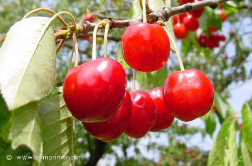 Une carte postale de cerises sur l'arbre.