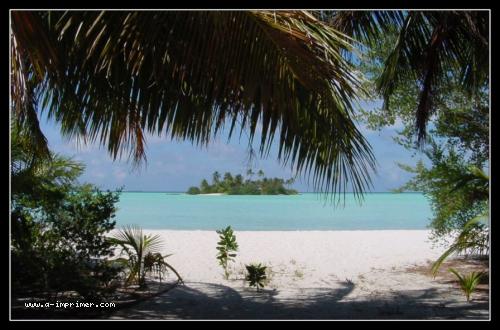 Carte postale de palmiers sur la plage au Maldives.
