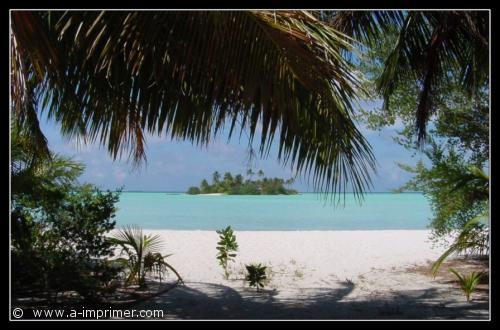 Les maldives Carte postale de palmiers sur la plage au Maldives.
