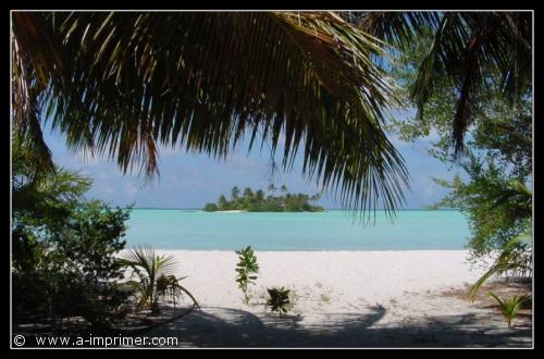 Carte postale de palmiers sur la plage au Maldives.