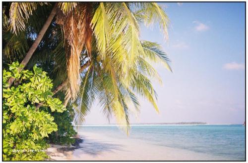 Carte postale d'arbres sur une page aux Maldives.