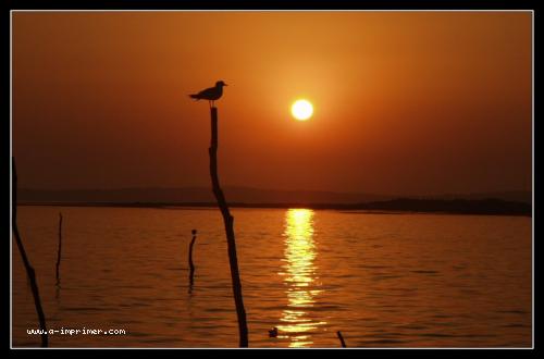 Carte postale d'un oiseau devant un coucher de soleil.