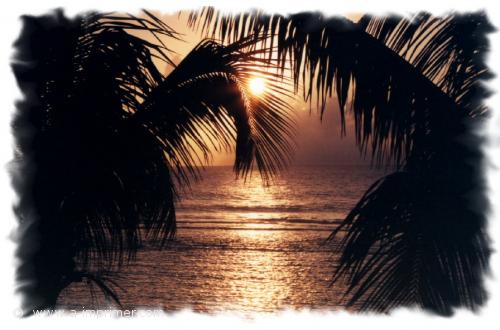 La Réunion Carte postale de palmiers devant un coucher de soleil sur une plage à la Réunion.