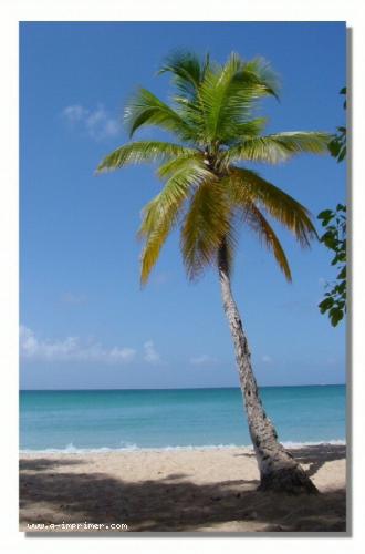 Carte postale d'un palmier sur la plage en Martinique.