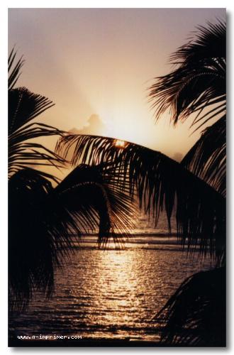 Carte postale de palmiers devant un coucher de soleil sur une plage  la Runion.