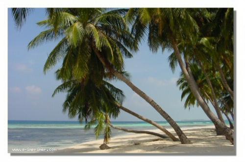 Carte postale de palmiers sur la plage au Maldives.