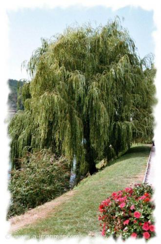 Saule pleureur Carte postale d'un beau saule pleureur.