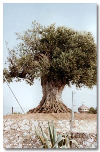 Carte postale d'un olivier en Espagne.
