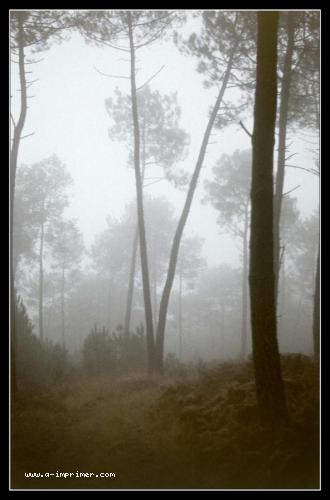 Carte postale d'arbres dans le brouillard.