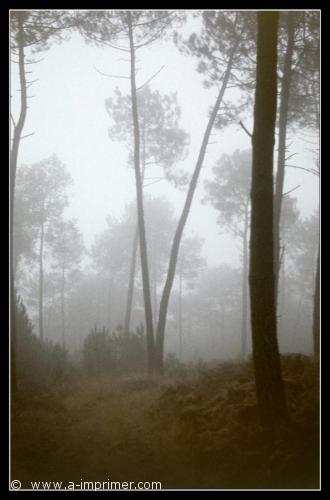 Arbres dans le brouillard Carte postale d'arbres dans le brouillard.