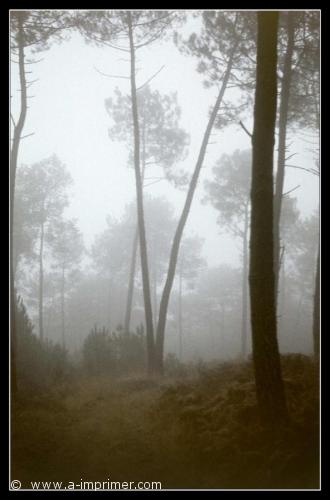 Carte postale d'arbres dans le brouillard.