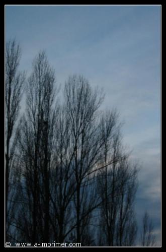 Carte postale d'arbres en hiver.