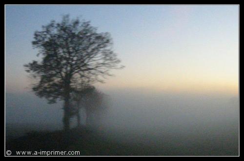 Brouillard Carte postale d'un arbre dans le brouillard.