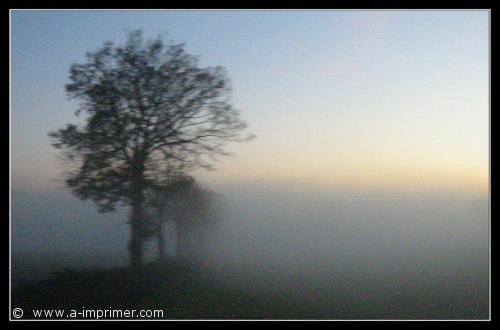 Carte postale d'un arbre dans le brouillard.