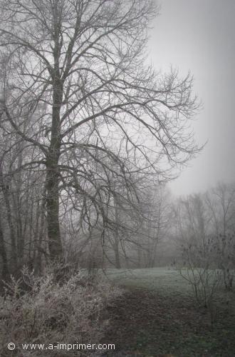 Un arbre dans la brume.