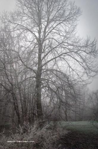 Un arbre dans la brume.