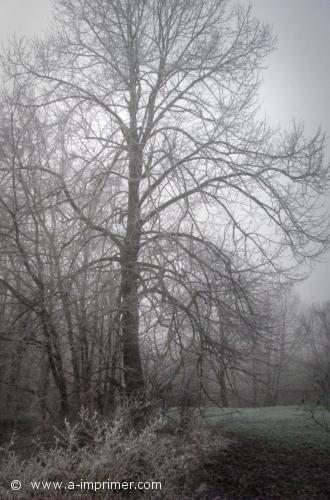 Brume Un arbre dans la brume.