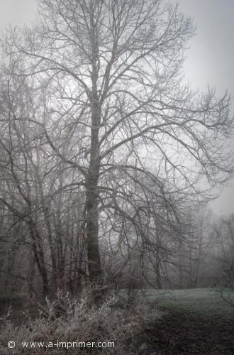 Un arbre dans la brume.