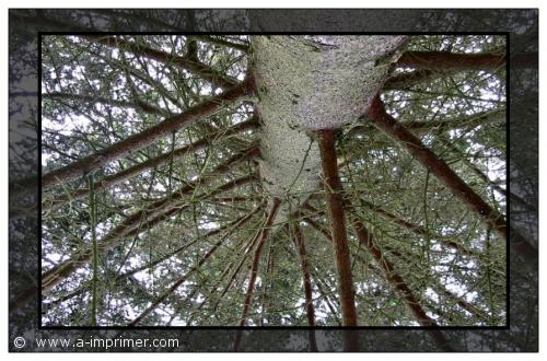 Arbre Carte postale d'un sapin vu de dessous.
