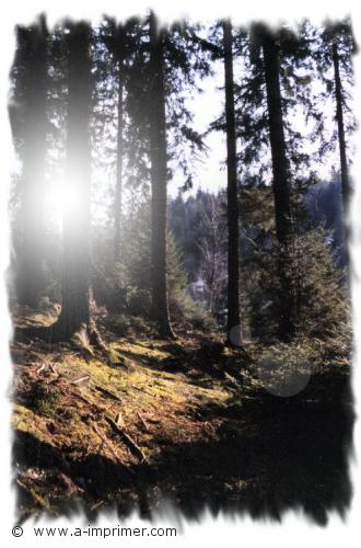 Carte postale de la foret de la loge des gardes en Rhne Alpes.