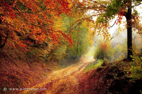 Le chemin dans la fort. Paysage d'automne