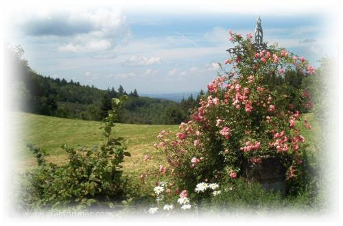 Carte postale de fleurs des champs.