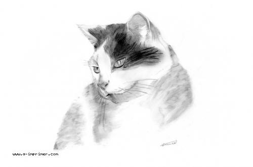 Carte postale d'un dessin de chat en noir et blanc.