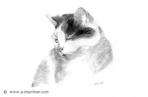 Carte postale d'un dessin de chat en noir et blanc.